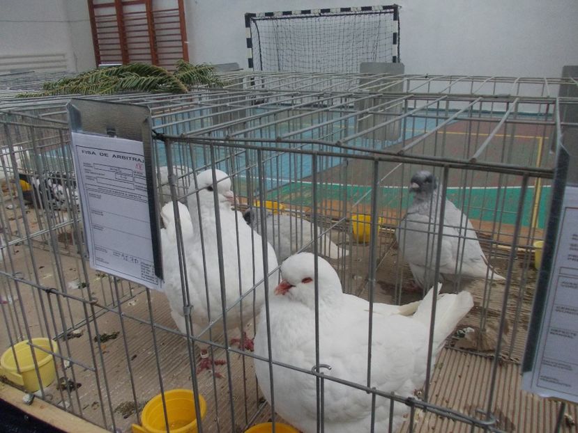 galambok 001 - Expozitie de porumbei ianuarie 2018