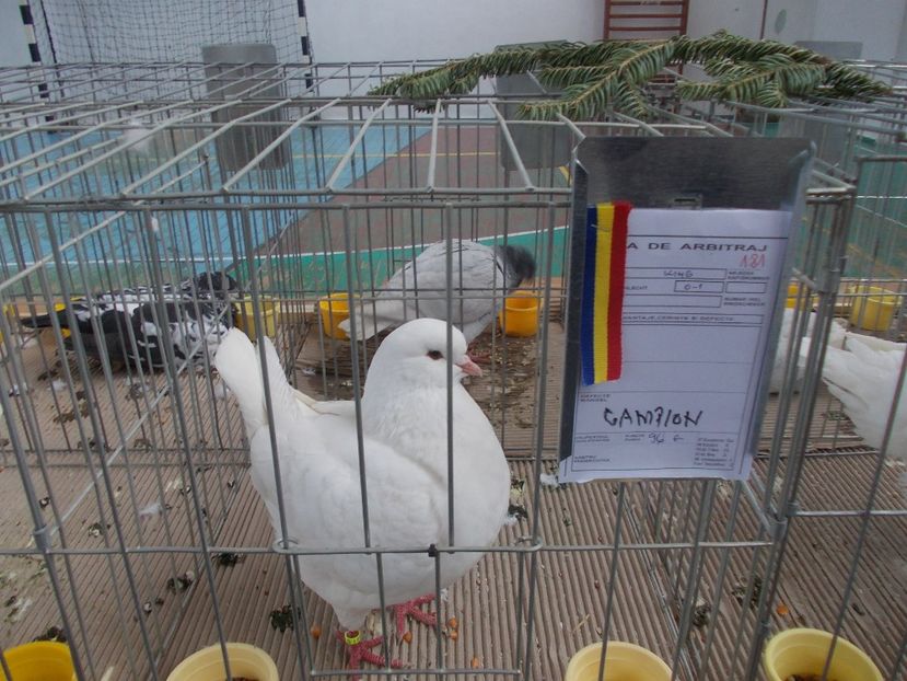 galambok 002 - Expozitie de porumbei ianuarie 2018