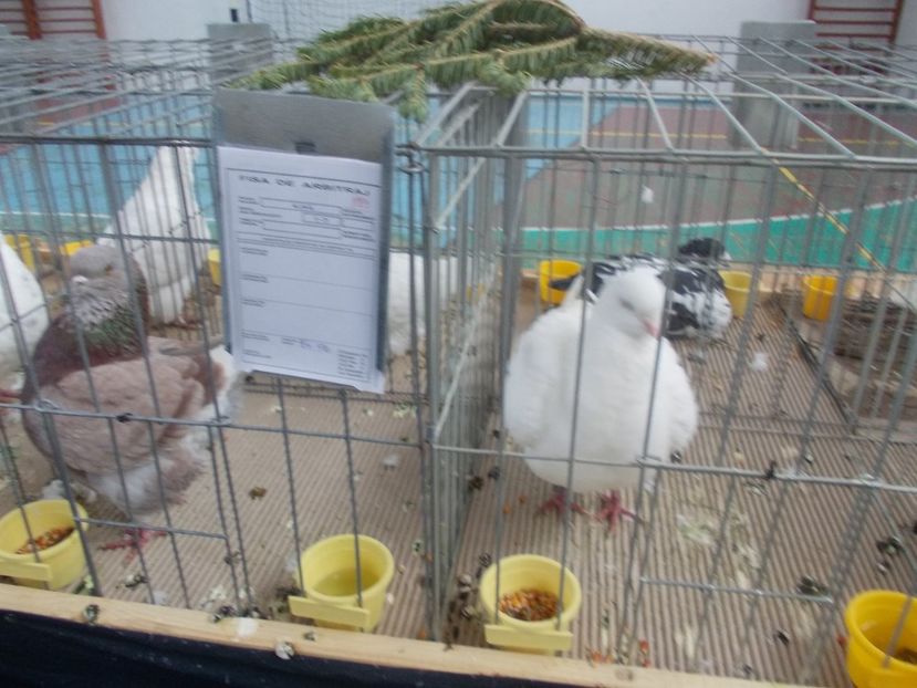 galambok 003 - Expozitie de porumbei ianuarie 2018