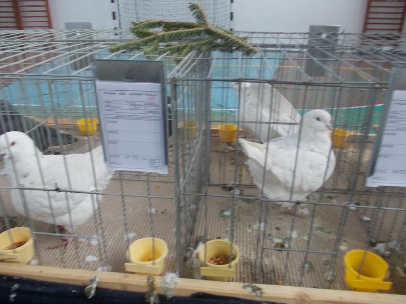 galambok 004 - Expozitie de porumbei ianuarie 2018