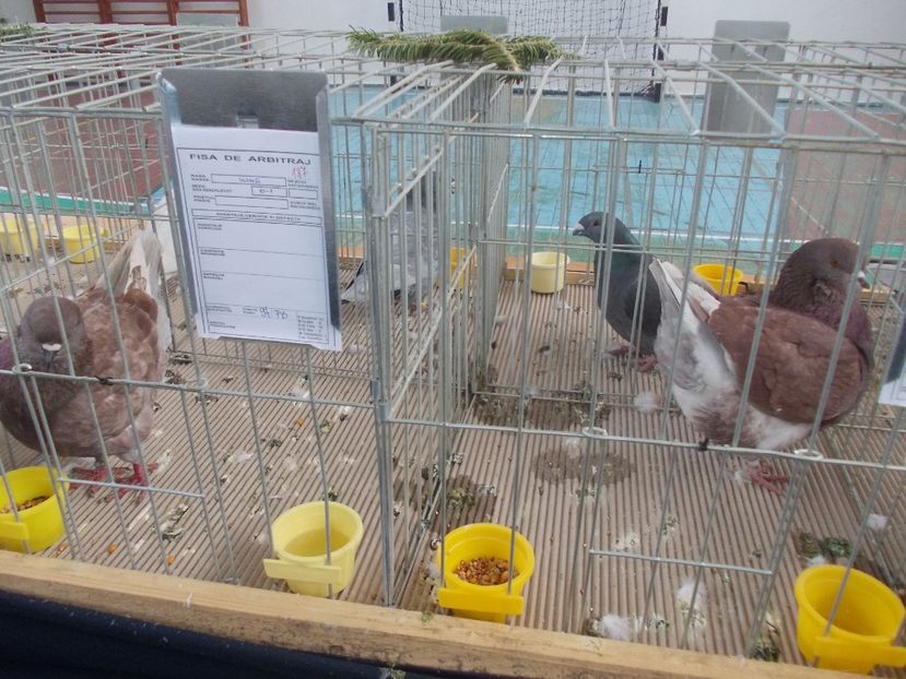 galambok 005 - Expozitie de porumbei ianuarie 2018