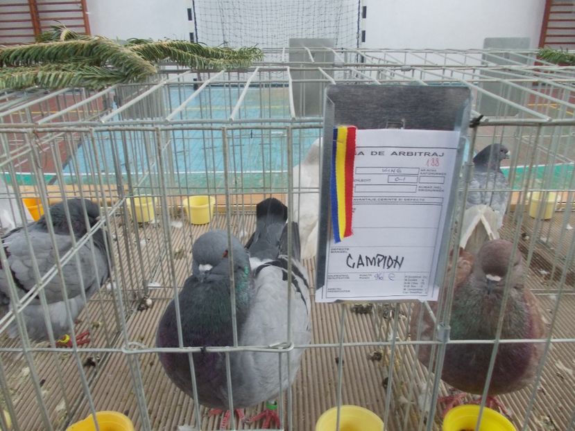 galambok 006 - Expozitie de porumbei ianuarie 2018