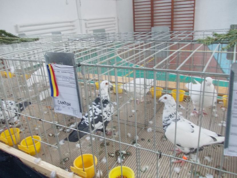 galambok 008 - Expozitie de porumbei ianuarie 2018