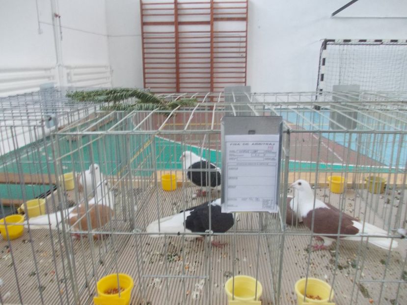 galambok 009 - Expozitie de porumbei ianuarie 2018