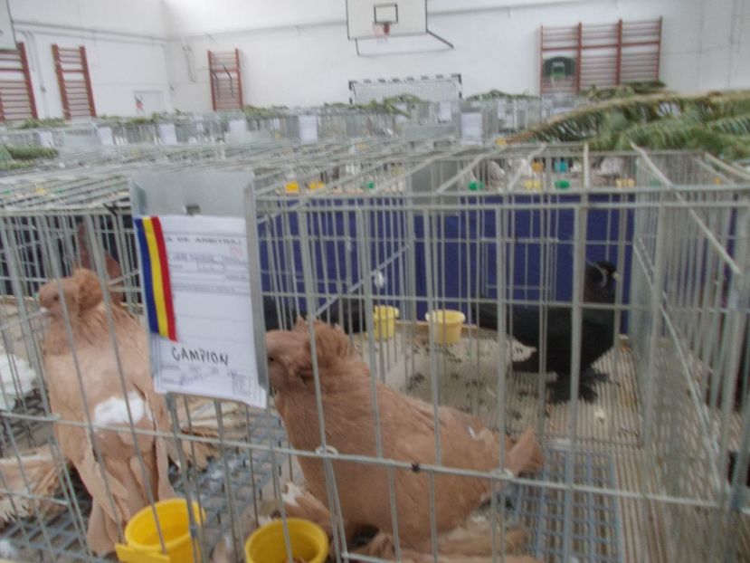 galambok 010 - Expozitie de porumbei ianuarie 2018