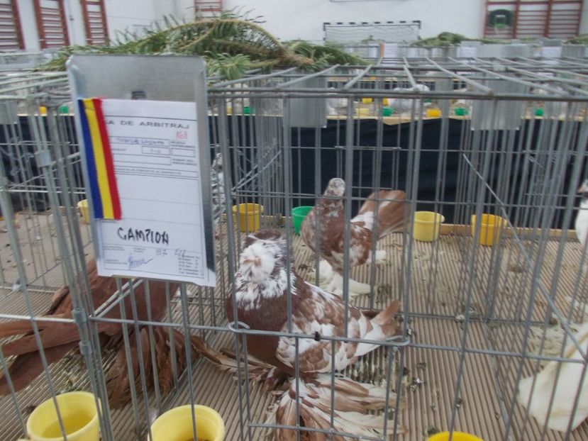 galambok 015 - Expozitie de porumbei ianuarie 2018