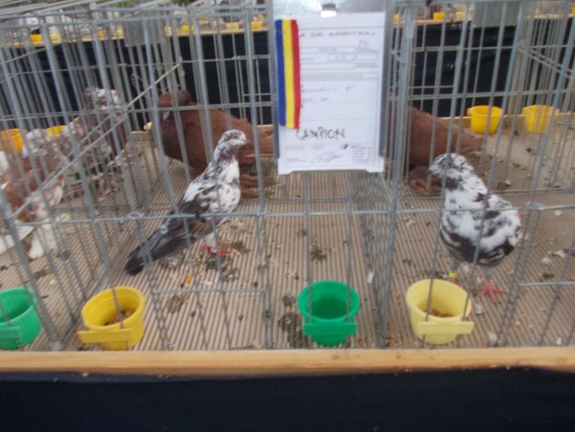 galambok 022 - Expozitie de porumbei ianuarie 2018