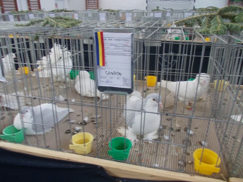 galambok 030 - Expozitie de porumbei ianuarie 2018