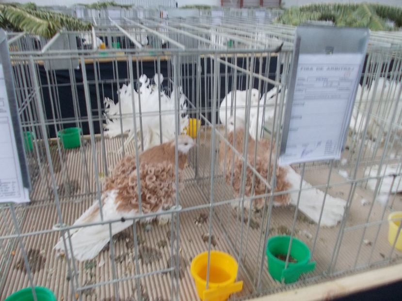 galambok 032 - Expozitie de porumbei ianuarie 2018