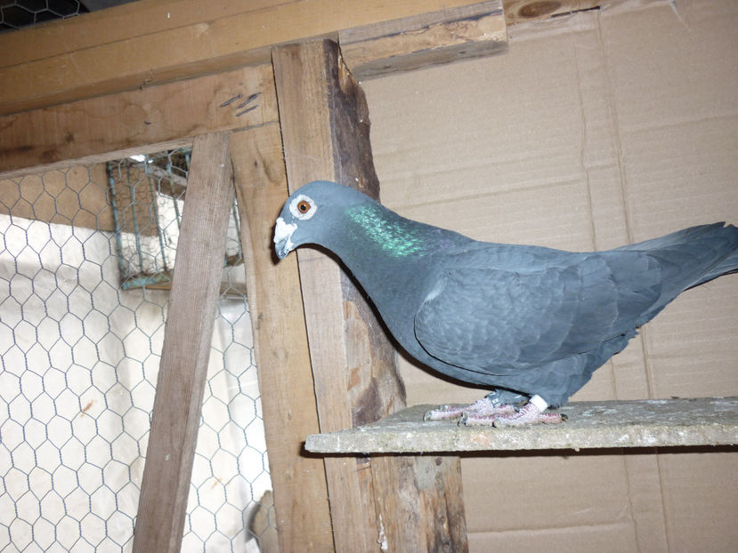 P1180135 - Voiajori stil vechi 2018