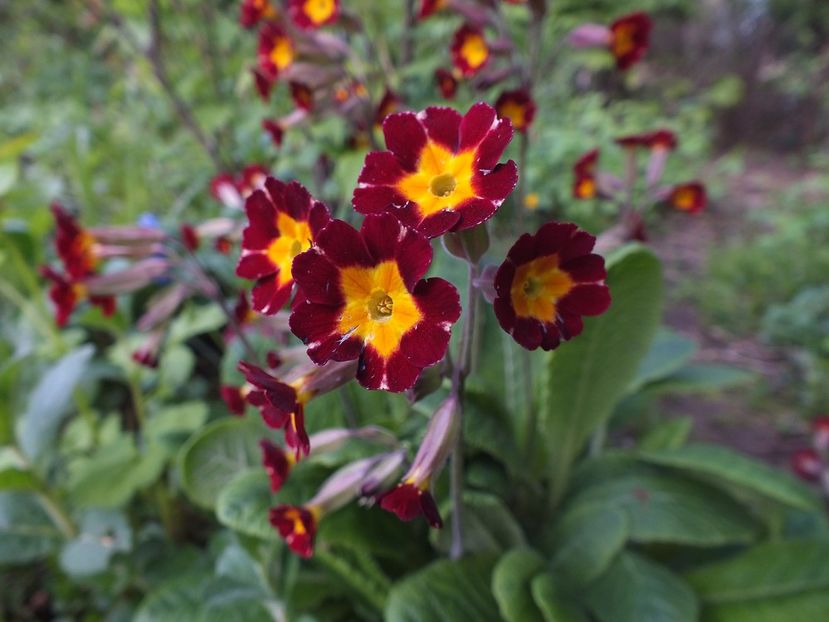 24.04.2017 - 2017 - My messy garden