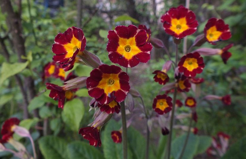 24.04.2017 - 2017 - My messy garden