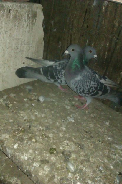 huawei 003 - poze vechi