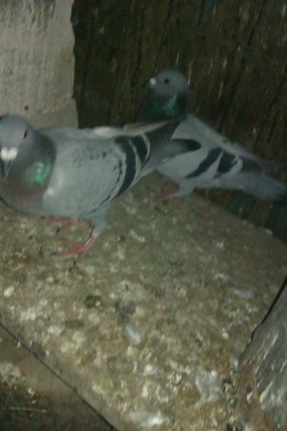 huawei 004 - poze vechi