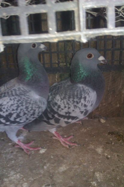 huawei 019 - poze vechi