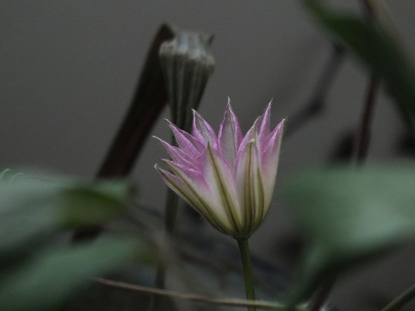26.04.2017 - 2017 - My messy garden