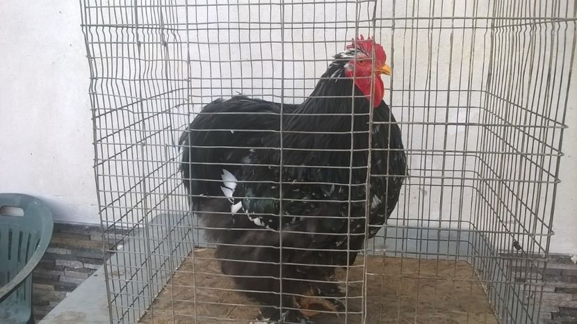 cocos 2016 - cochinchina 2018