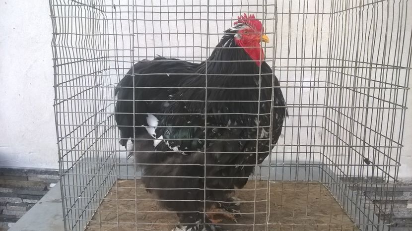 cocos 2016 - cochinchina 2018