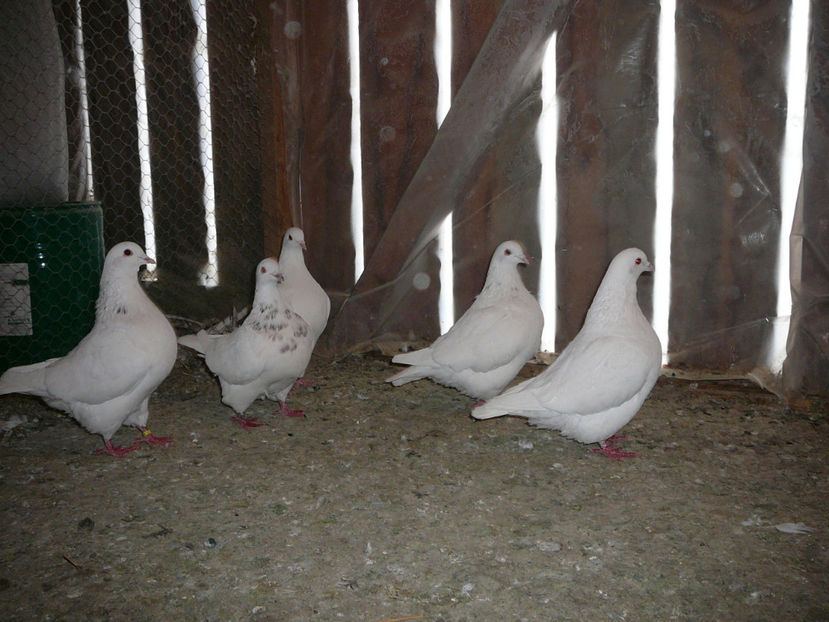 03.02.2018 - a_TEXANI