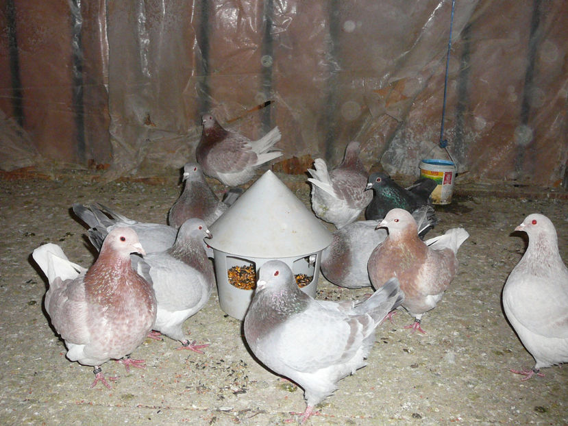 03.02.2018 - a_TEXANI