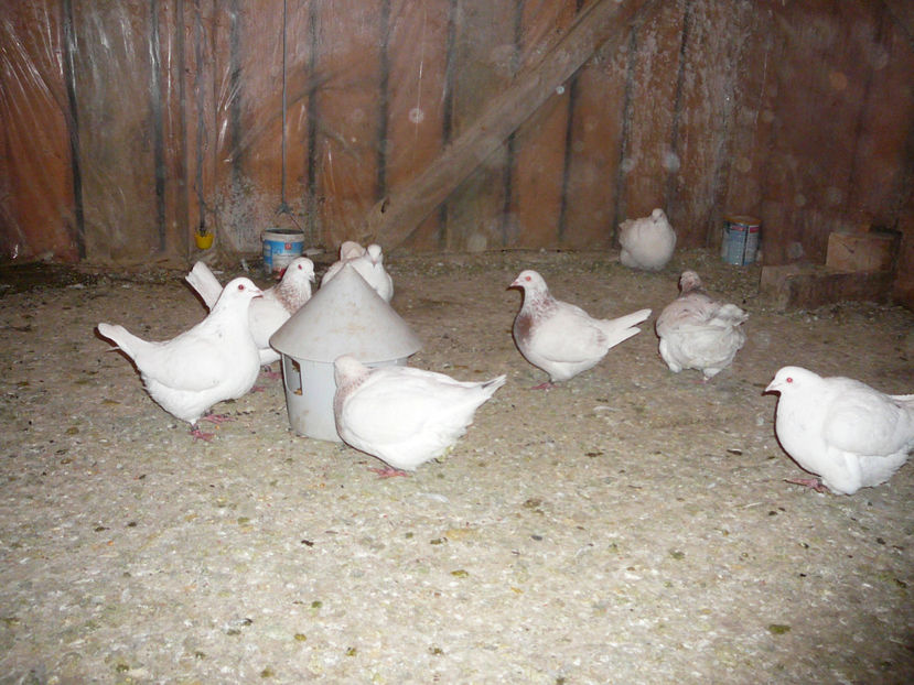 03.02.2018 - a_TEXANI