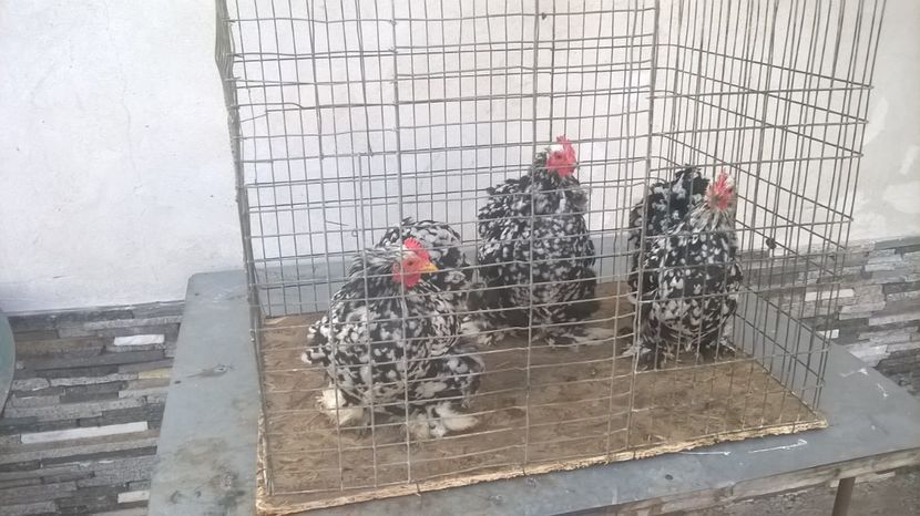 gaini 2017 - cochinchina 2018