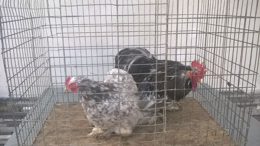 pereche 2017 - cochinchina 2018