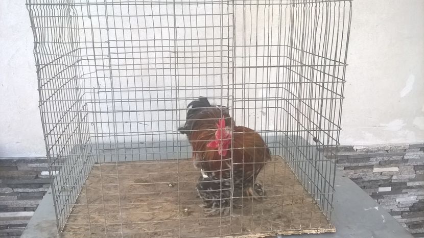 cocos2017 - cochinchina 2018