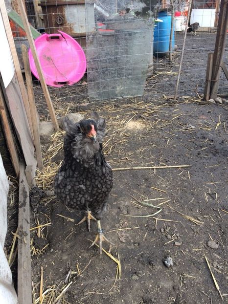 IMG-20180203-WA0002 - Araucana albastru 2018