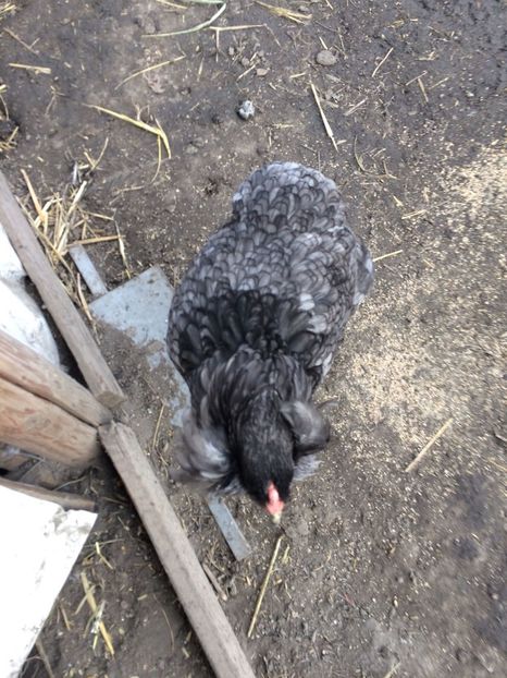 IMG-20180203-WA0000 - Araucana albastru 2018