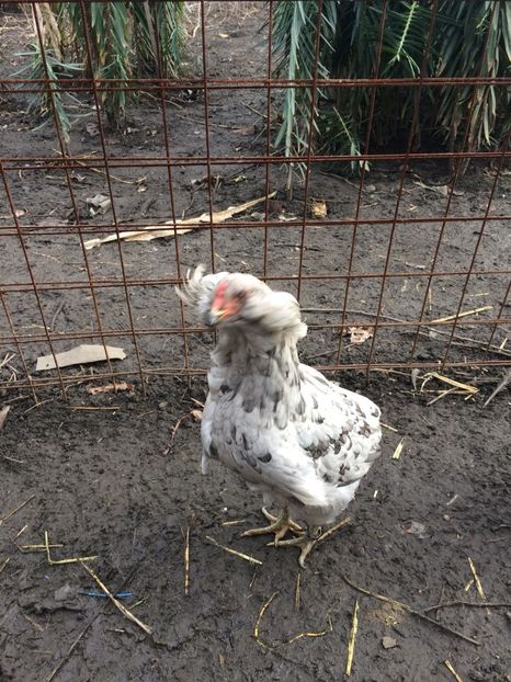 IMG-20180203-WA0004 - Araucana albastru 2018