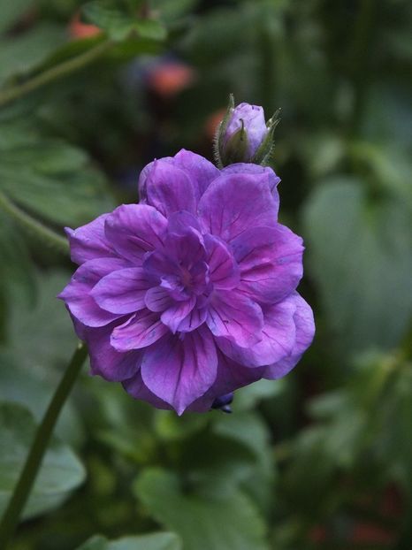 27.05.2017 - 2017 - My messy garden