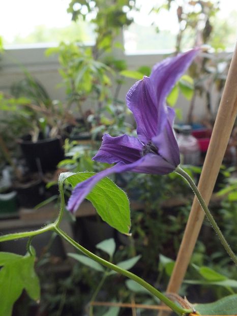 07.06.2017 - 2017 - My messy garden