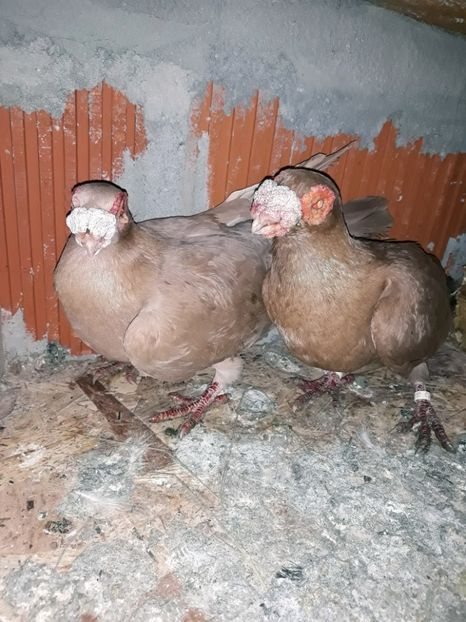 Perechea 22 - Berberi