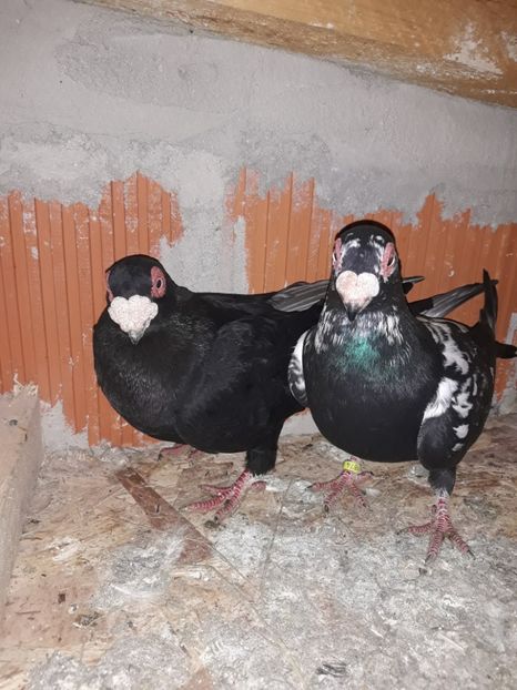 Perechea 23 - Berberi