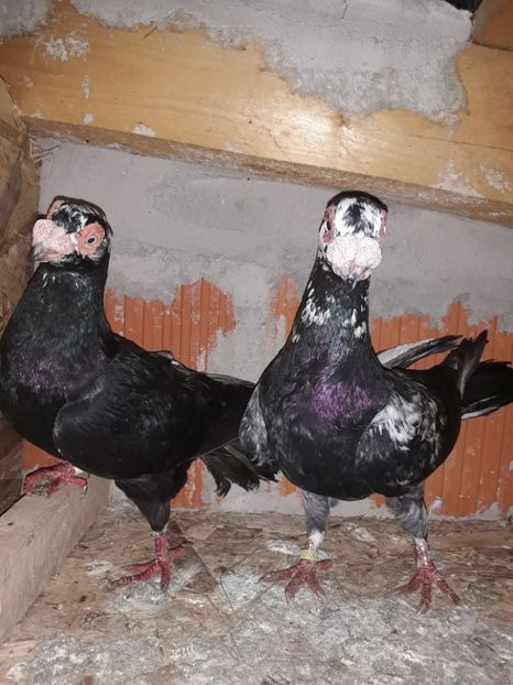 Perechea 24 - Berberi