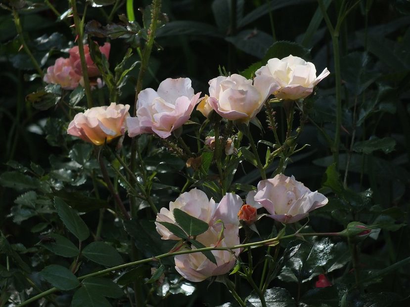 10.06.2017 - 2017 - My messy garden