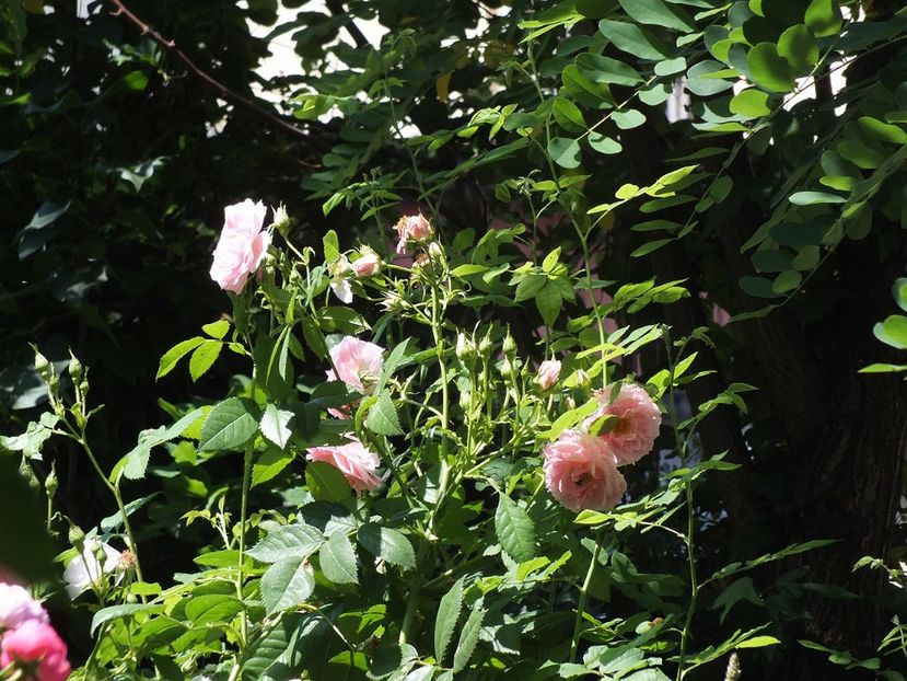 21.06.2017 - 2017 - My messy garden