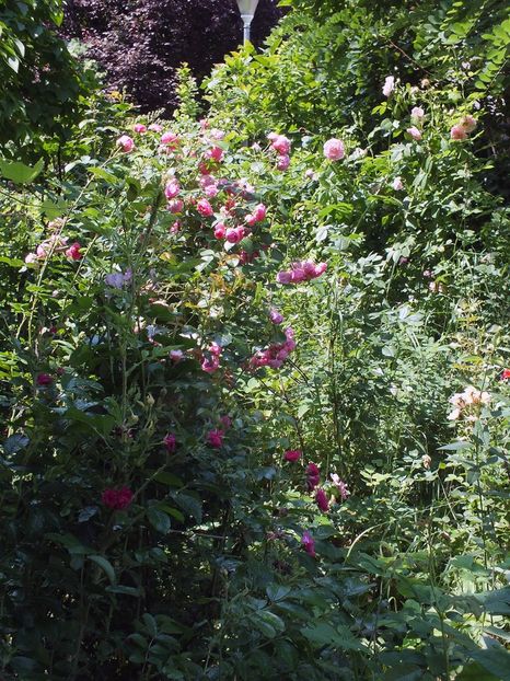 21.06.2017 - 2017 - My messy garden