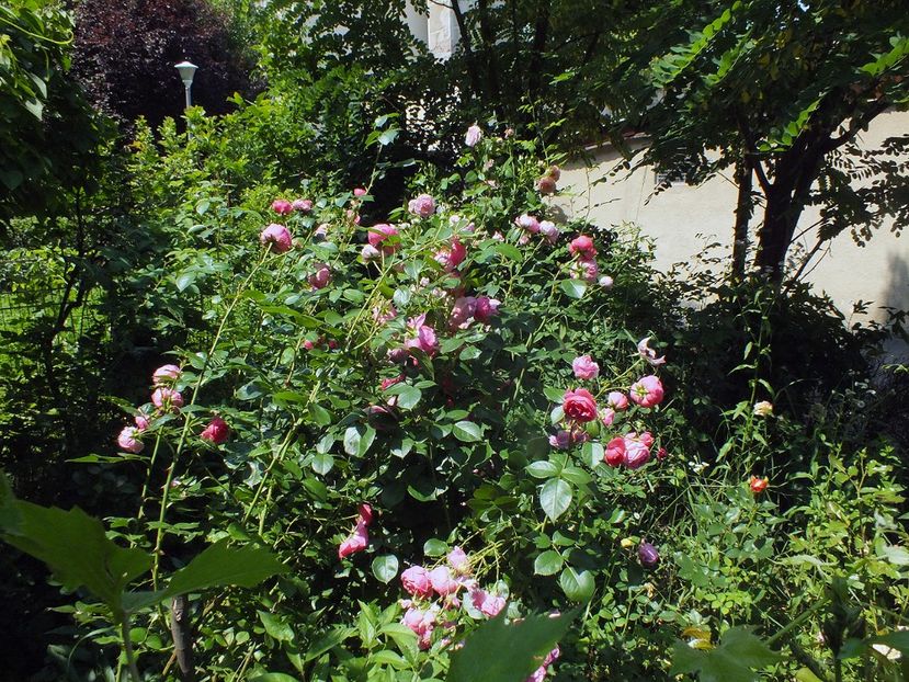 21.06.2017 - 2017 - My messy garden
