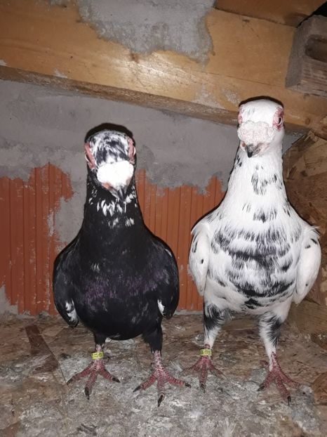 Perechea 25 - Berberi