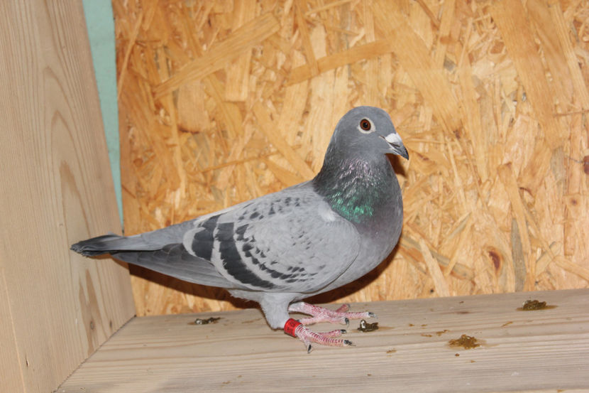 187 - 017 - Porumbei