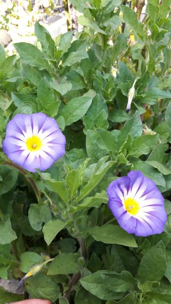  - Florile mele 2017