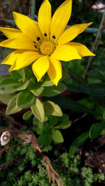  - Florile mele 2017