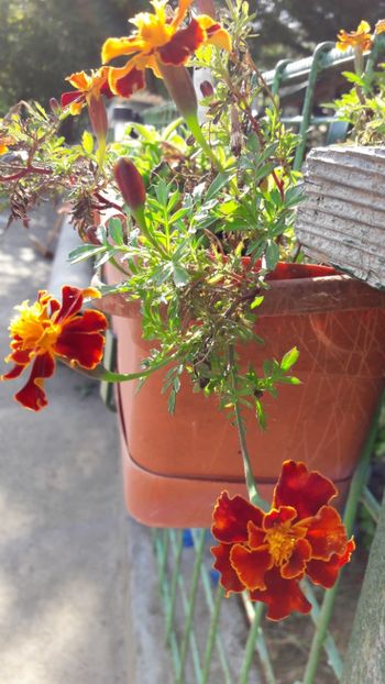  - Florile mele 2017