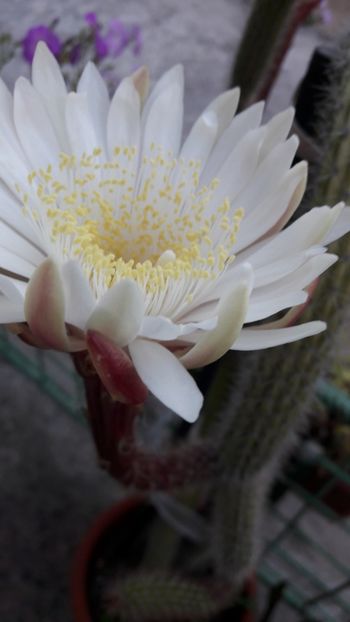  - Florile mele 2017