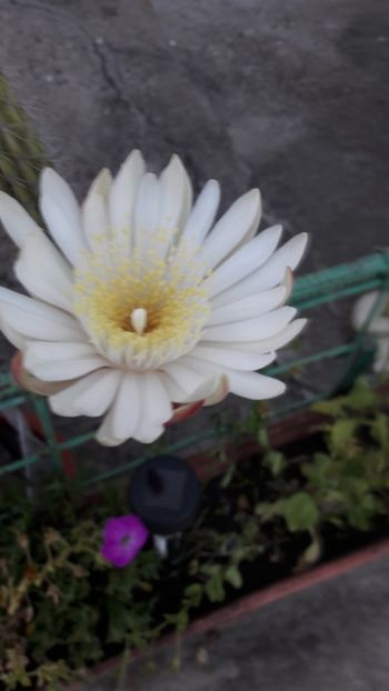  - Florile mele 2017