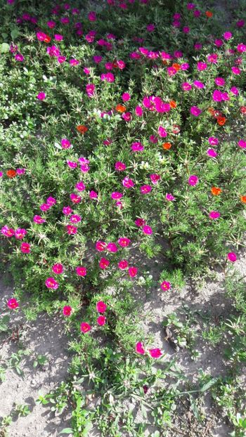  - Florile mele 2017