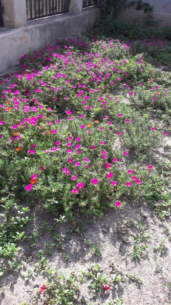  - Florile mele 2017