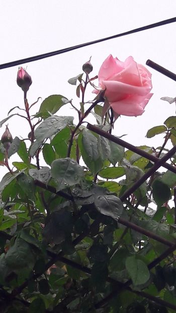  - Florile mele 2017